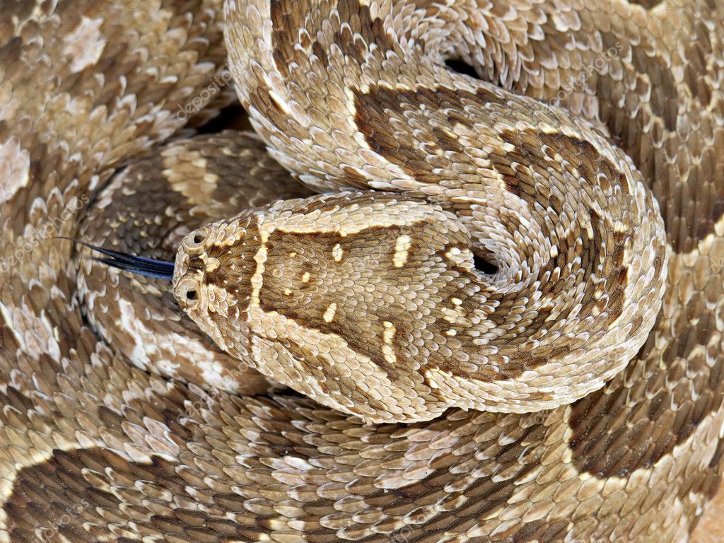 snake curled up