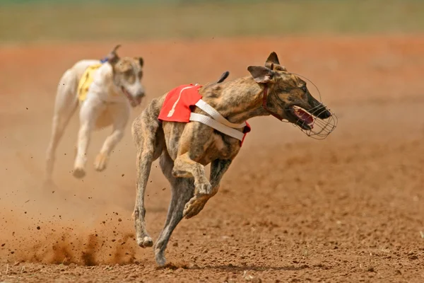 Sprinting greyhound — Stock Photo #5237591