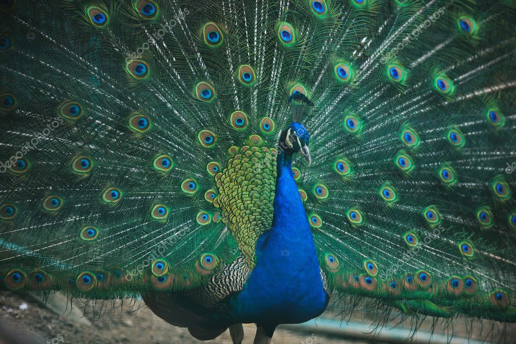 peacock background