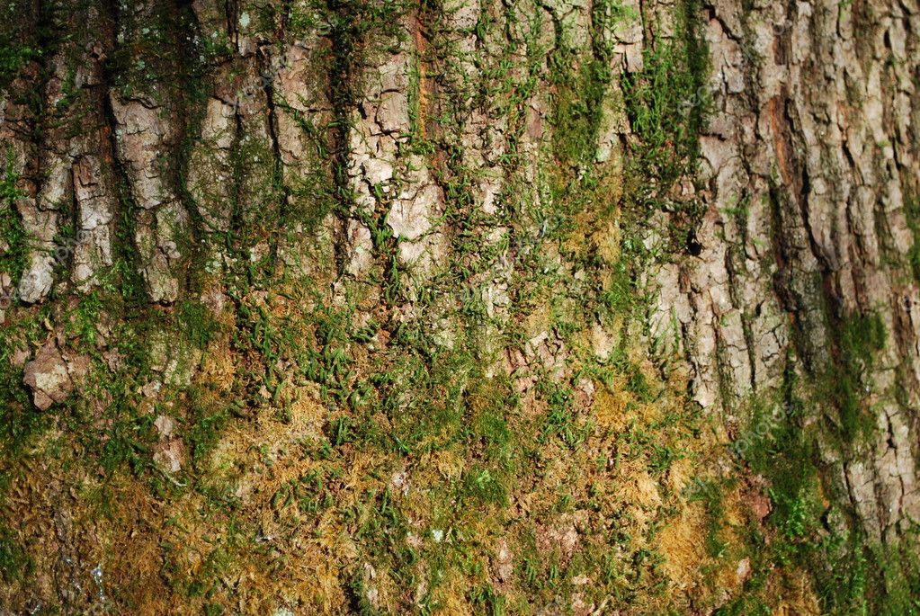 download free tree moss