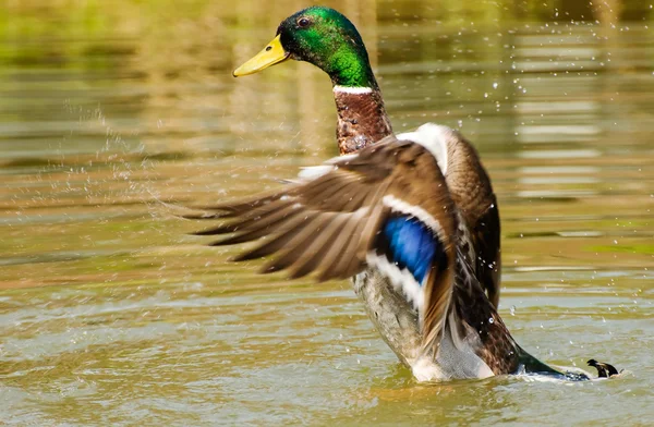 Wild duck in flying action
