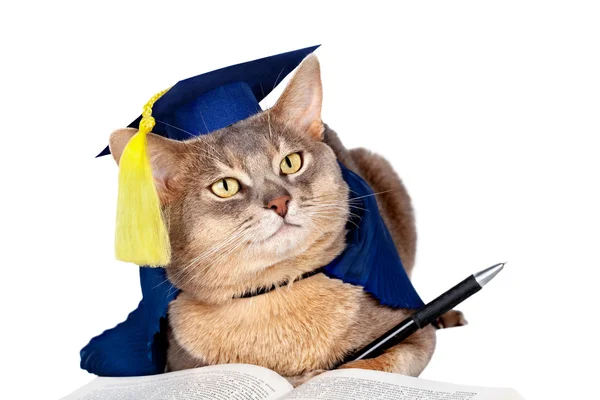 Stock Photo | Cat in graduation cap and gown. Cat in graduation cap and gown. Add to Cart | Add to Lightbox | Download sample. Download