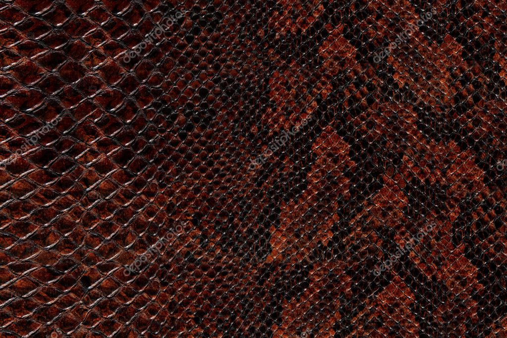 Snake Skin Pattern — Stock Photo © Nightman1965 #4784355