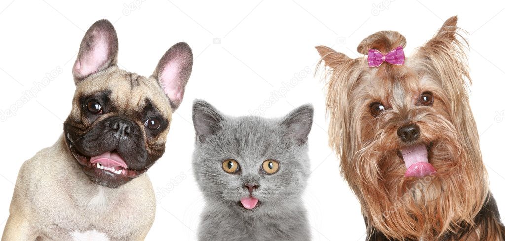 Portrait of a funny kitten and two happy puppies on a white background