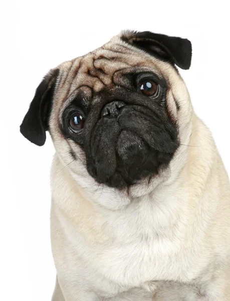 funny pug pictures. Funny pug puppy sitting on a white background