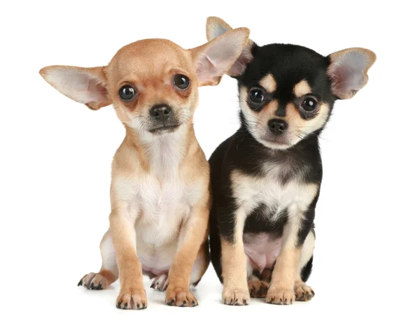 funny puppies. Funny puppies chihuahua (2