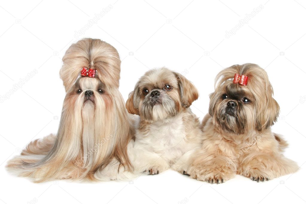 depositphotos_4639744-Shih-tzu-three-dog