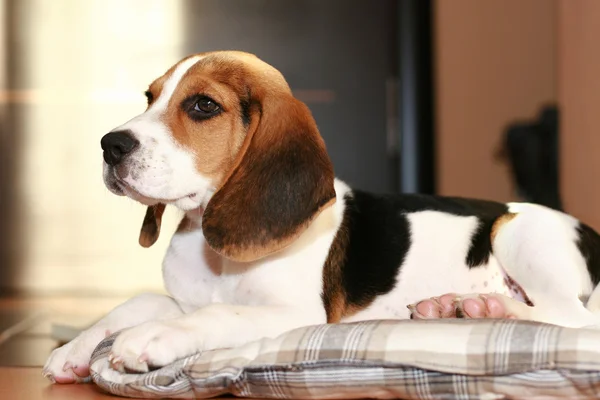 Beagle puppy lying on a bed