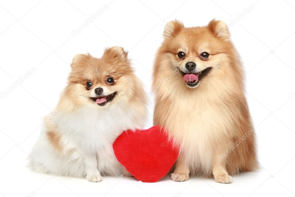 Background Images Of Puppies. Couple in love Spitz puppies on white ackground