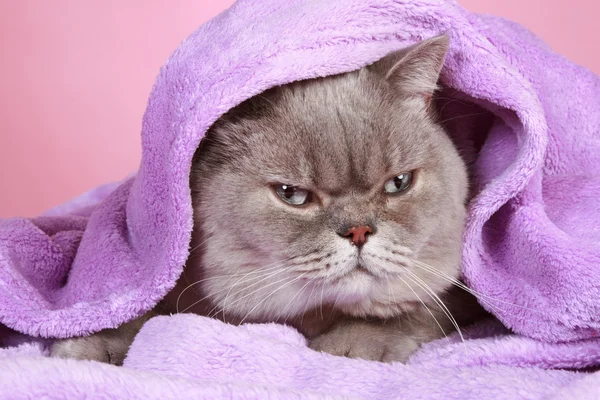 British cat covered with blanket lying on a pink background