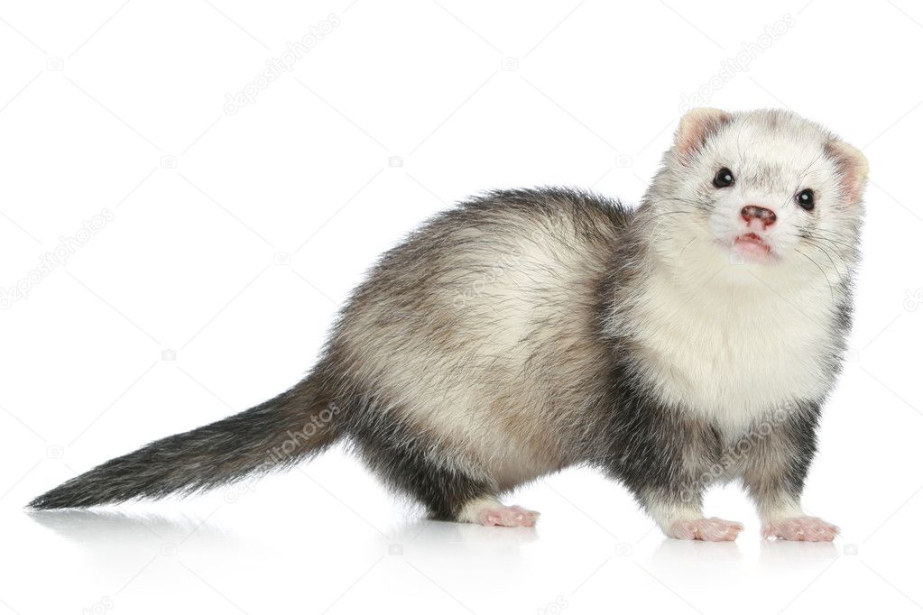 Ferret White