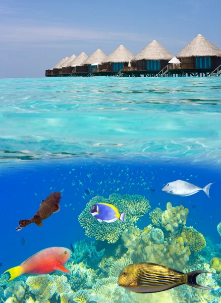Water villas and the underwater world with small fishes in corals