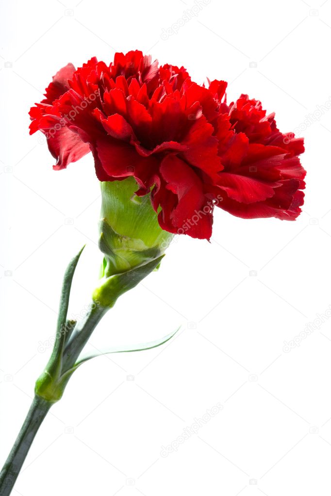 Red Carnation Images