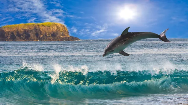 The dolphin jumps out of waves at ocean