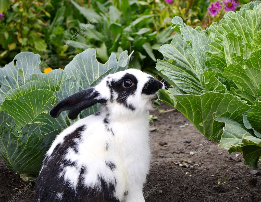 Rabbit eats cabbage — Stock Photo © hgalina 3971581