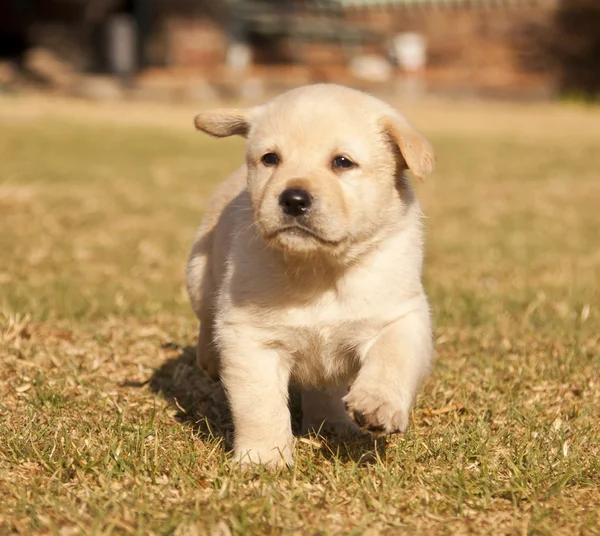 White laborador puppy runs on grass