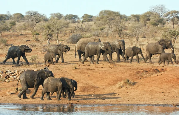 Elephant herd walking past a water hole