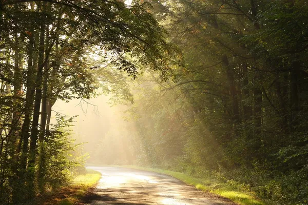 Sunlight falls on the rural road