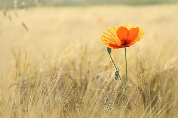 Lonely poppy in the field