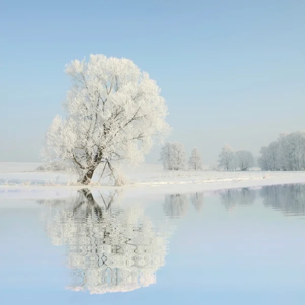 Winter landscape of frosted tree at dawn