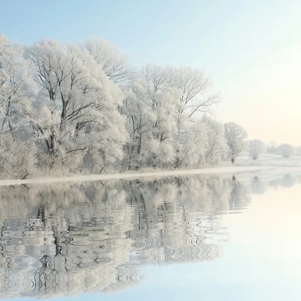 Frosty winter trees at dawn