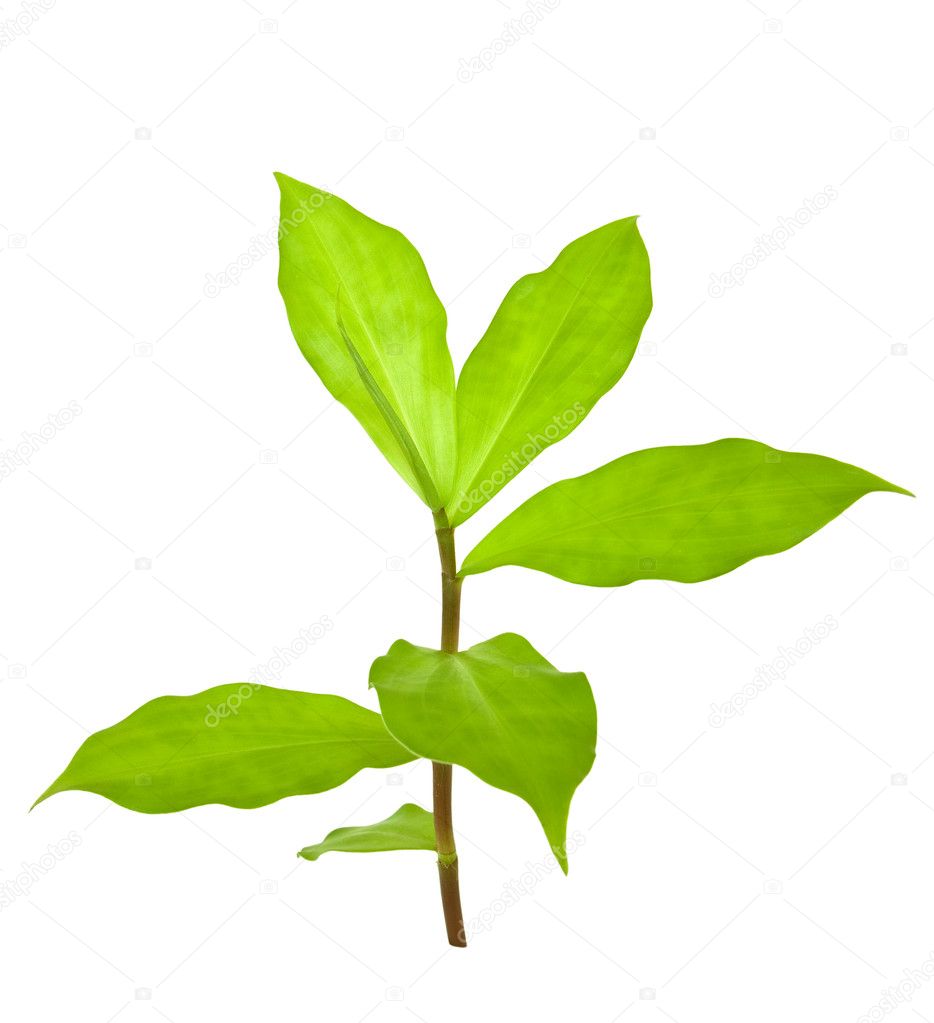 Insulin Plant for Diabetes isolated — Stock Photo Insulin Plant for Diabetes isolated — Stock Photo