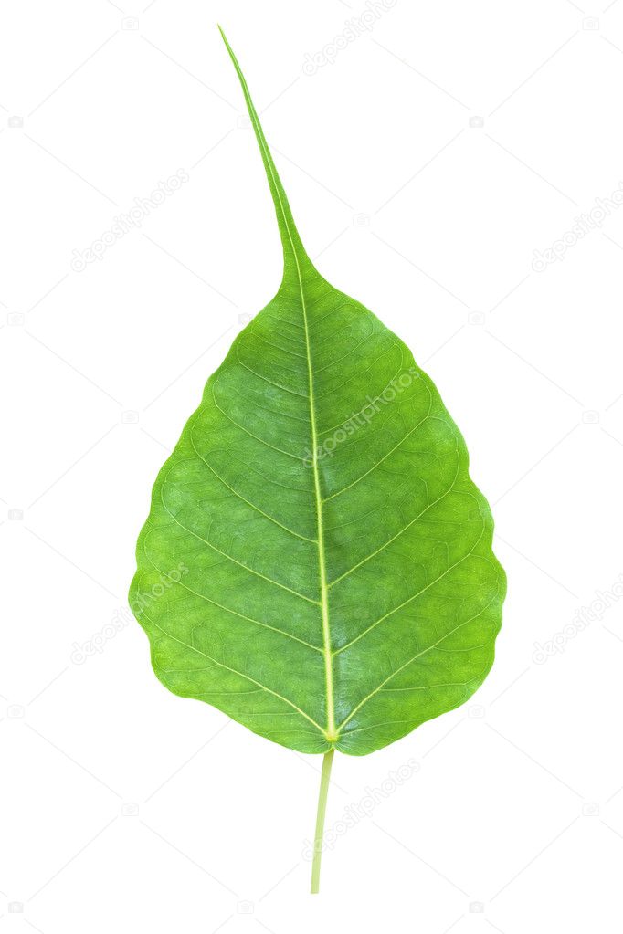 Bodhi Leaves