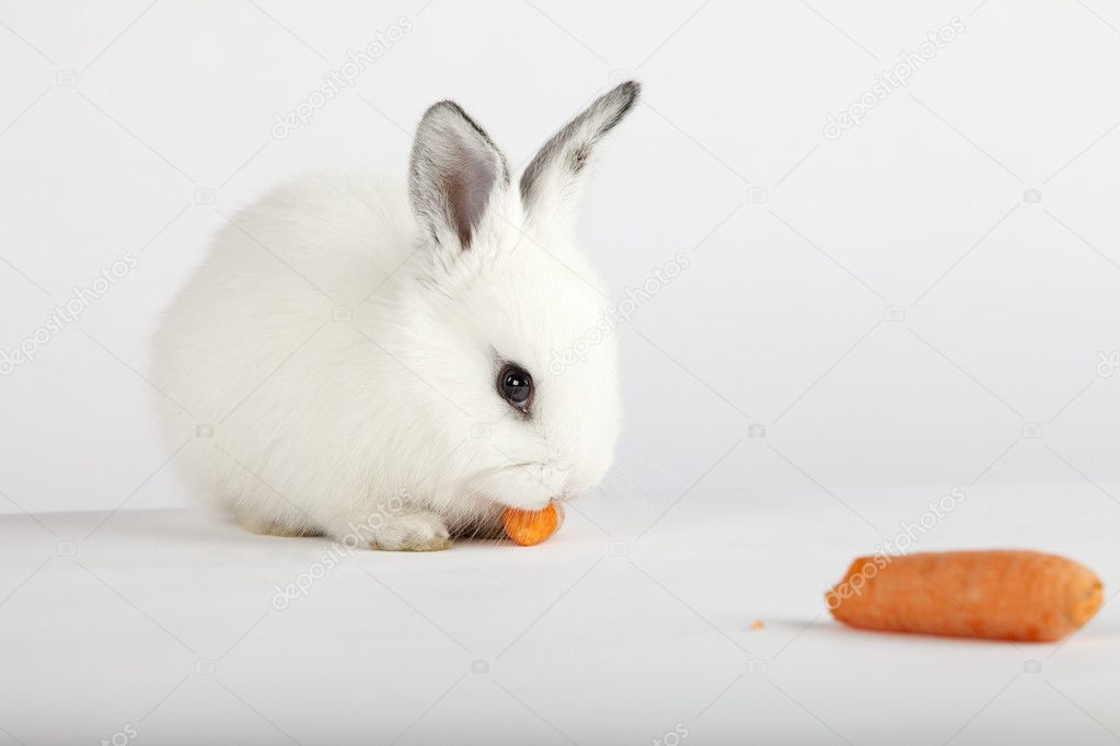 White bunny eating carrots — Stock Photo © IgooAna 5351390