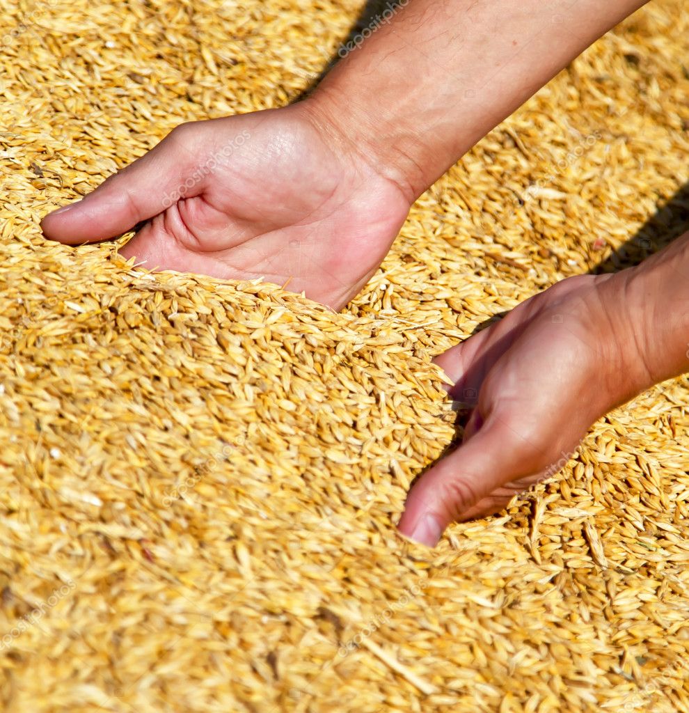 Farmer's hands keeping wheat harvest. — Stock Photo © massonforstock