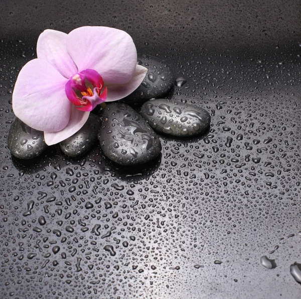 Black stones and orchid with water drops