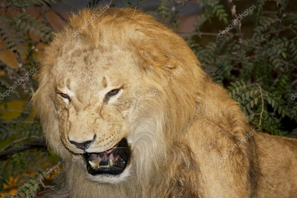 listen to a lion growl listen to a lion growl