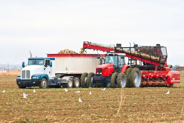 A large tractor and semi-truck loading beets