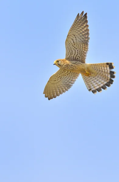 Falcon fly in spring time