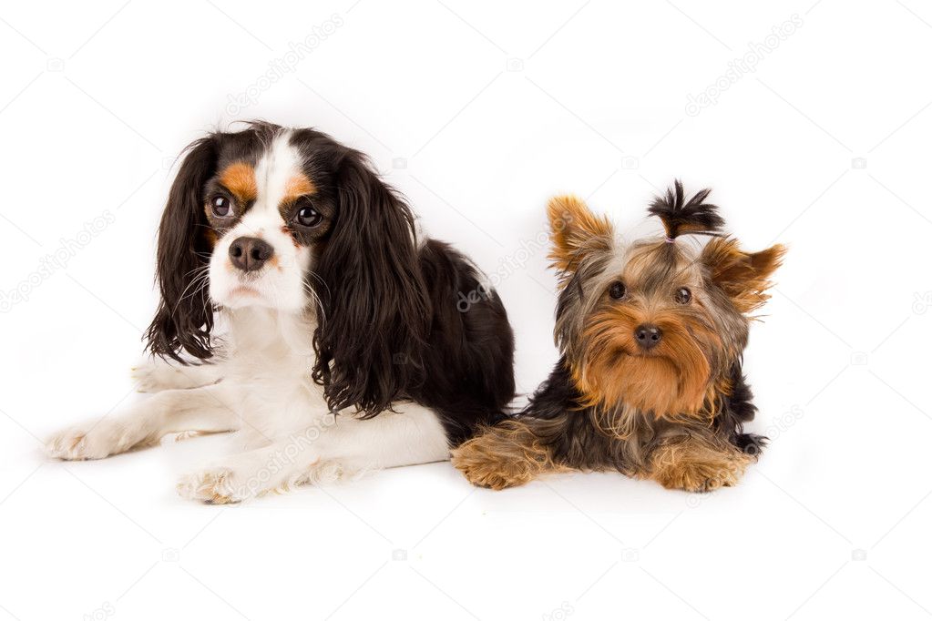 Yorkshire terrier and cavalier king charles spaniel dog — Stock Photo © genious2000de 4804890