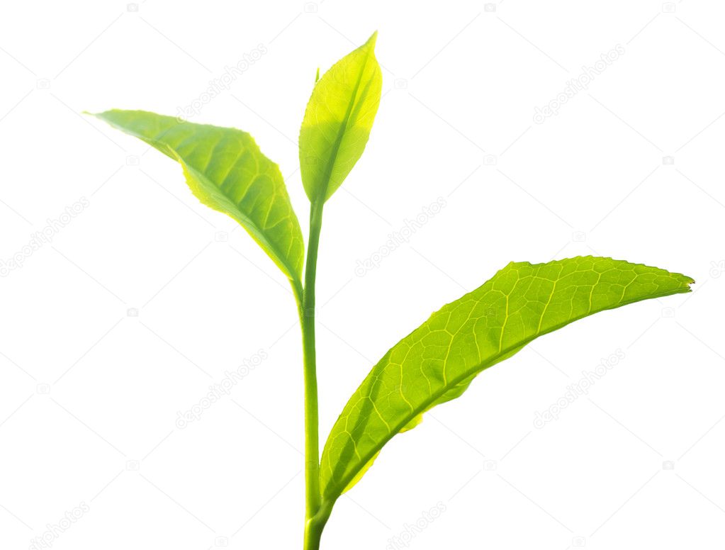 Vector Tea Leaf