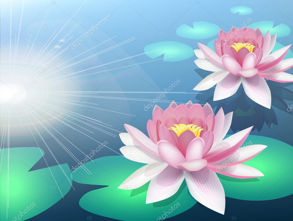 Water lily background — Stock Vector © averych #5216241