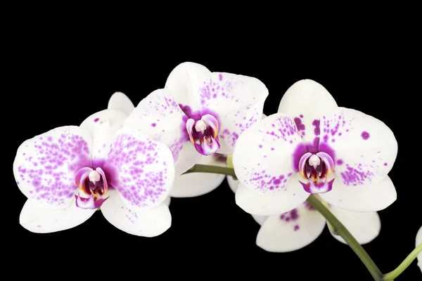 Three white and purple orchid flowers on black