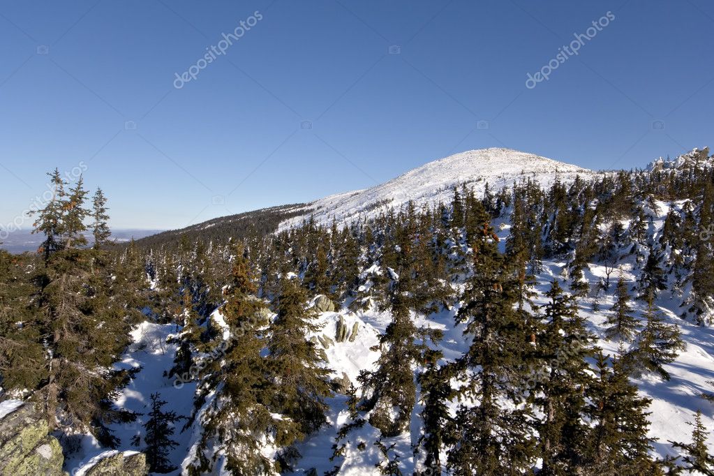 Snowy Taiga