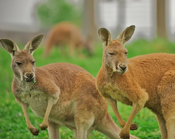 Two alert kangaroos standing on hind legs.