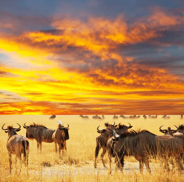 Antilope Gnu