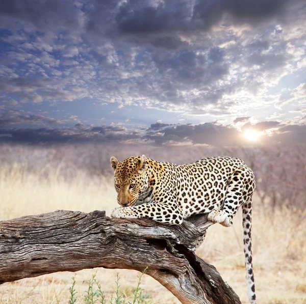 Leopard in bush — Stock Photo #4660340
