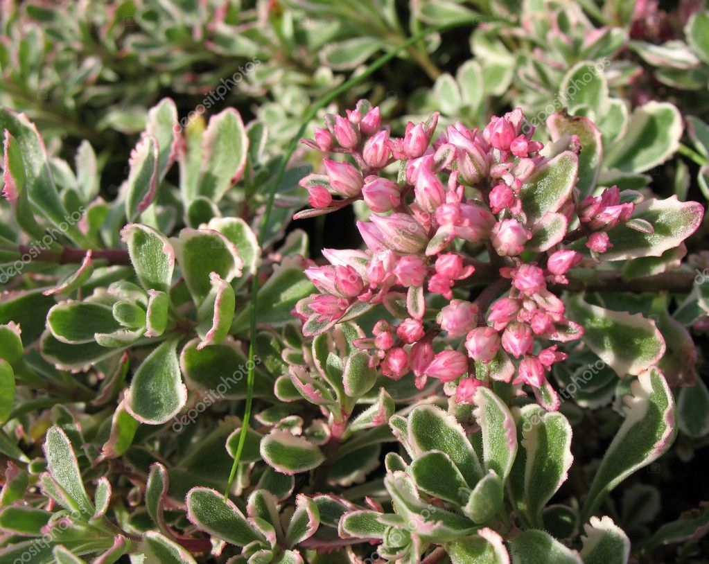 Sedum Tricolor