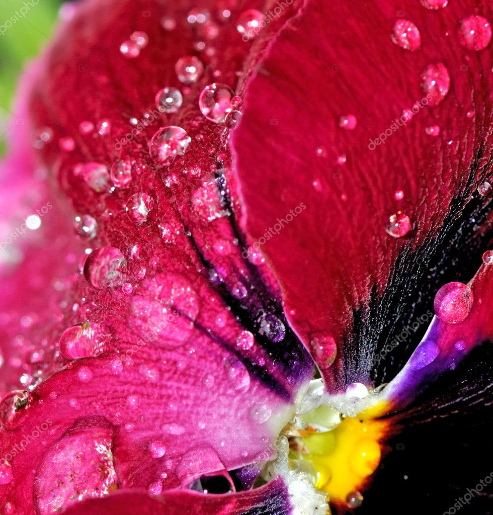 top 100+ Pictures rain drops on a flower petal can be a good focal point. Sharp