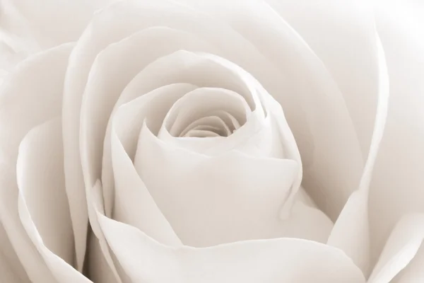 White rose macro
