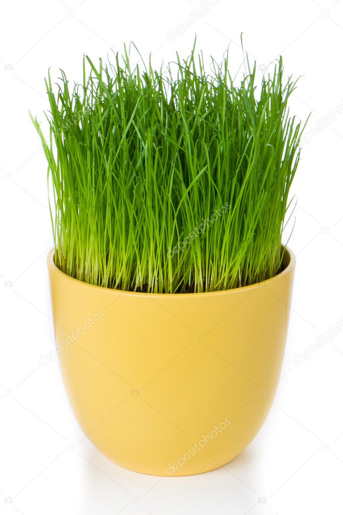 grass pot