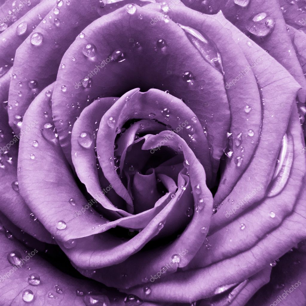 Violet rose — Stock Photo © kubais #5298443