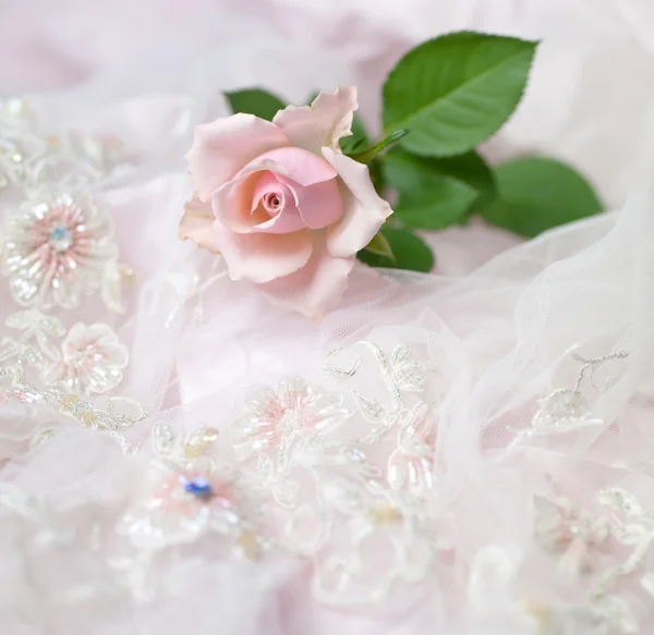Pink rose on wedding lace copy space by Florelena Stock Photo