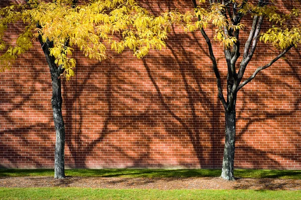 Two yellow trees against brick wall