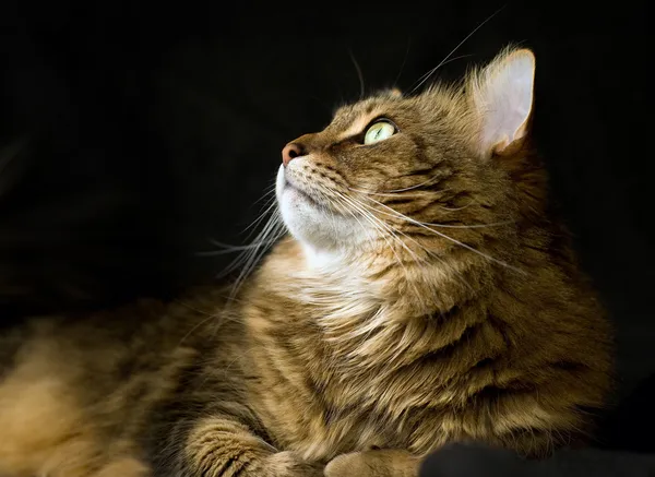 Adult maine coon cat looking left