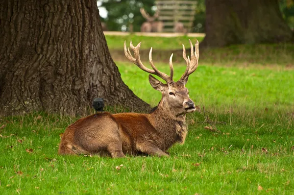 Red Deer Stag at Rest